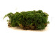 Preserved Fern Moss - Creabox M - Green 2