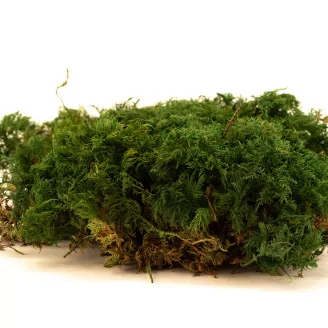 Preserved Fern Moss (Creabox M)