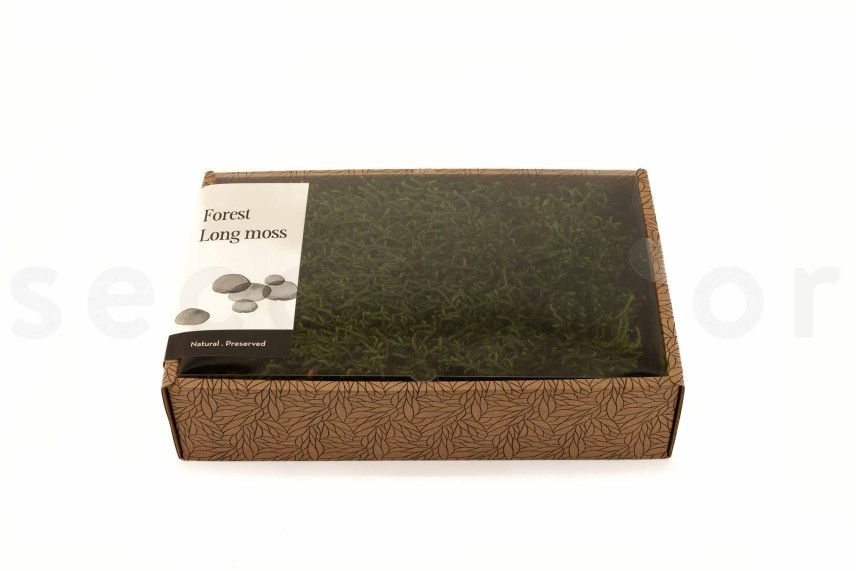 Preserved Long Moss - Creabox M - Green