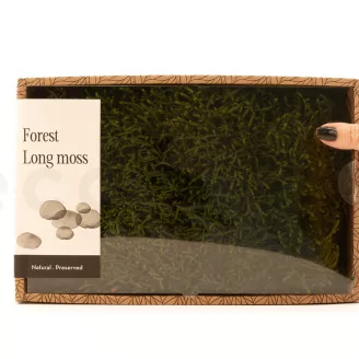 Preserved Long Moss (Creabox M)