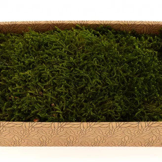 Preserved Long Moss (Creabox M)