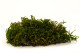 Preserved Long Moss - Creabox M - Green 2