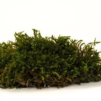 Preserved Long Moss (Creabox M)