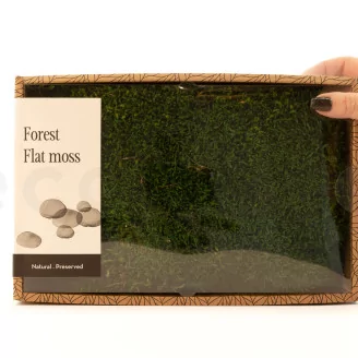 Preserved Sheet Moss (Creabox M)