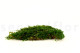 Preserved Sheet Moss - Creabox M - Green 2