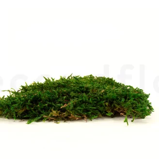 Preserved Sheet Moss (Creabox M)