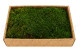 Preserved Sheet Moss - Creabox M - Green 3