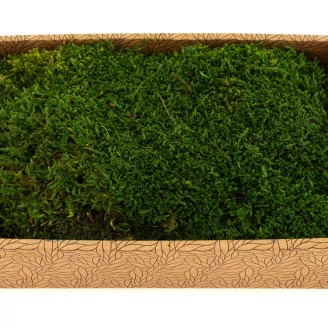 Preserved Sheet Moss (Creabox M)