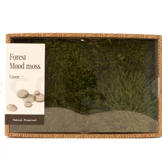 Preserved Mood Moss Nature Green (Creabox M)