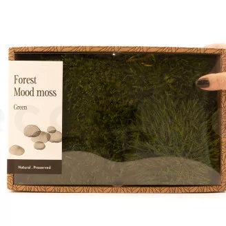 Preserved Mood Moss Nature Green (Creabox M)