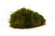 Preserved Mood Moss - Creabox M - Nature Green 2