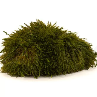 Preserved Mood Moss Nature Green (Creabox M)