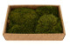 Preserved Mood Moss - Creabox M - Nature Green 3