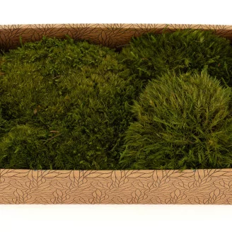 Preserved Mood Moss Nature Green (Creabox M)