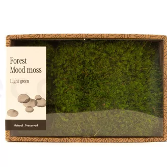 Preserved Mood Moss Light Green (Creabox M)