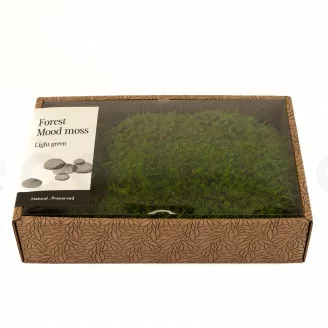 Preserved Mood Moss Light Green (Creabox M)