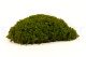 Preserved Mood Moss - Creabox M - Light Green 2