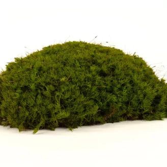 Preserved Mood Moss Light Green (Creabox M)