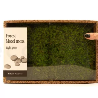 Preserved Mood Moss Light Green (Creabox M)