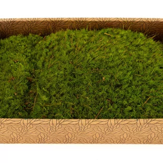 Preserved Mood Moss Light Green (Creabox M)