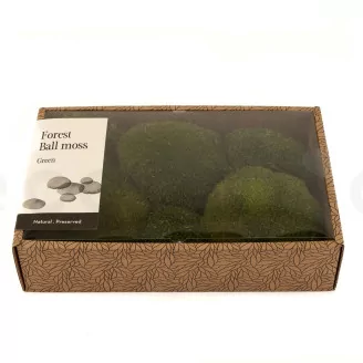 Preserved Pole Moss Nature Green (Creabox M)