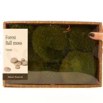 Preserved Pole Moss Nature Green (Creabox M)