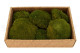 Preserved Pole Moss Nature Green (Creabox M) 4