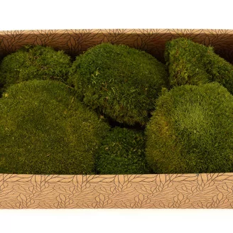 Preserved Pole Moss Nature Green (Creabox M)