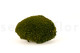Preserved Pole Moss - Creabox M - Nature Green 2