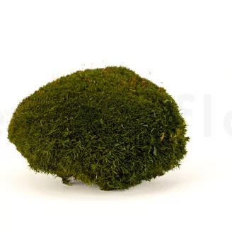Preserved Pole Moss Nature Green (Creabox M)