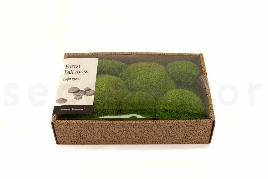 Preserved Pole Moss - Creabox M - Light Green