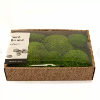 Preserved Pole Moss Light Green (Creabox M)