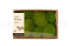 Preserved Pole Moss - Creabox M - Light Green 1