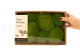 Preserved Pole Moss - Creabox M - Light Green 5