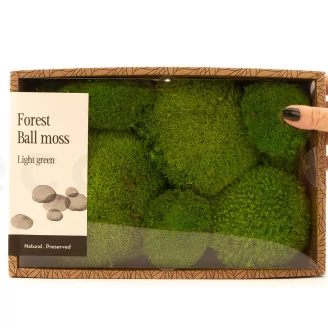 Preserved Pole Moss Light Green (Creabox M)