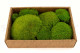 Preserved Pole Moss - Creabox M - Light Green 3