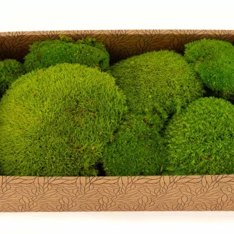 Preserved Pole Moss Light Green (Creabox M)
