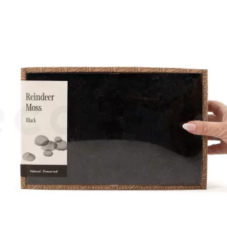 Preserved Reindeer Moss Black (Creabox M)