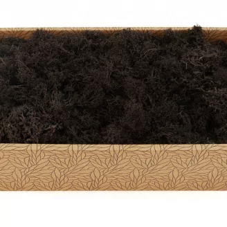 Preserved Reindeer Moss Black (Creabox M)