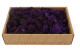 Preserved Reindeer Moss - Creabox M - Purple 3