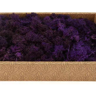 Preserved Reindeer Moss Purple (Creabox M)