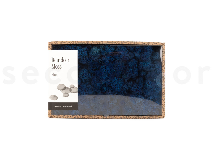 Preserved Reindeer Moss - Creabox M - Royal Blue