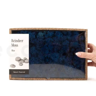 Preserved Reindeer Moss Royal Blue (Creabox M)