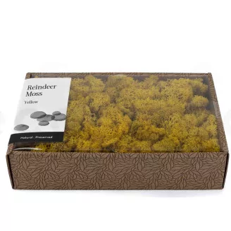 Preserved Reindeer Moss Yellow (Creabox M)