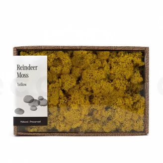 Preserved Reindeer Moss Yellow (Creabox M)