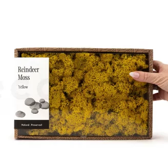 Preserved Reindeer Moss Yellow (Creabox M)