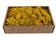 Preserved Reindeer Moss Yellow (Creabox M) 4