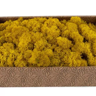 Preserved Reindeer Moss Yellow (Creabox M)
