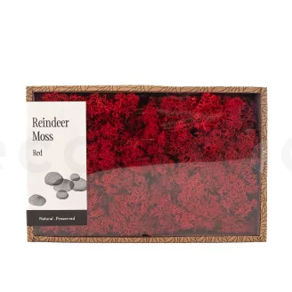 Preserved Reindeer Moss Red (Creabox M)