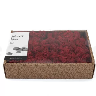 Preserved Reindeer Moss Red (Creabox M)